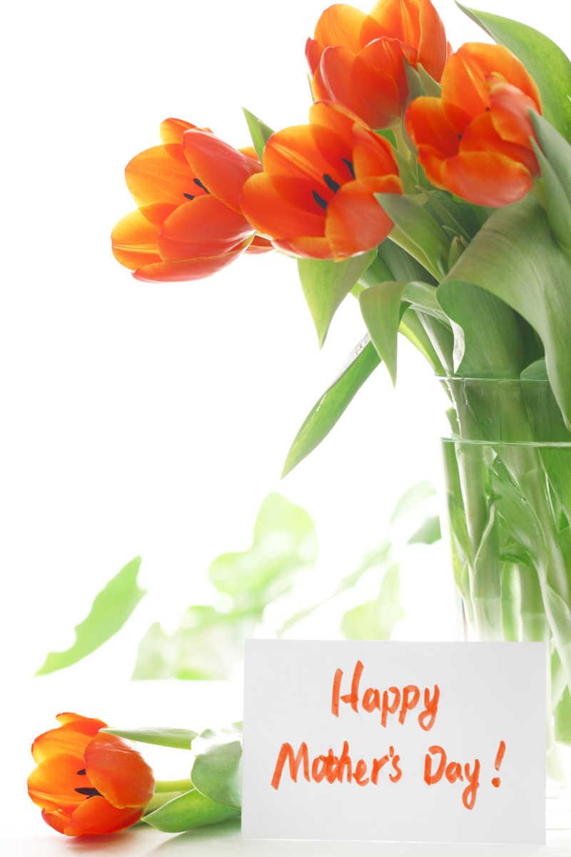 庆祝母亲节的郁金香