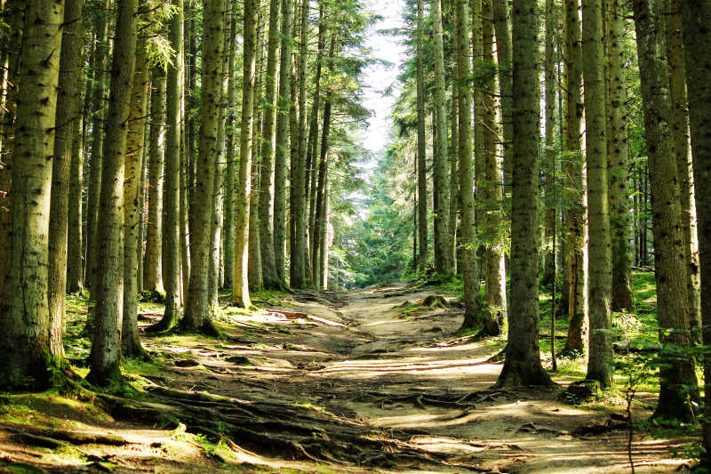 森林里的参天大树和道路