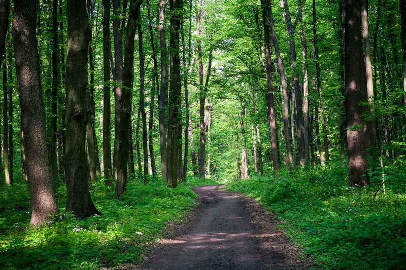 美丽的绿色森林和扬长小道