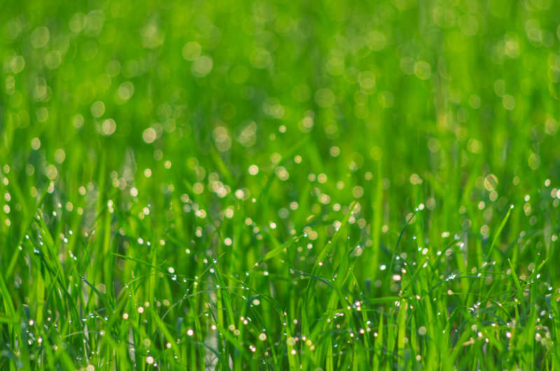 有选择性聚焦的自然绿色草地背景