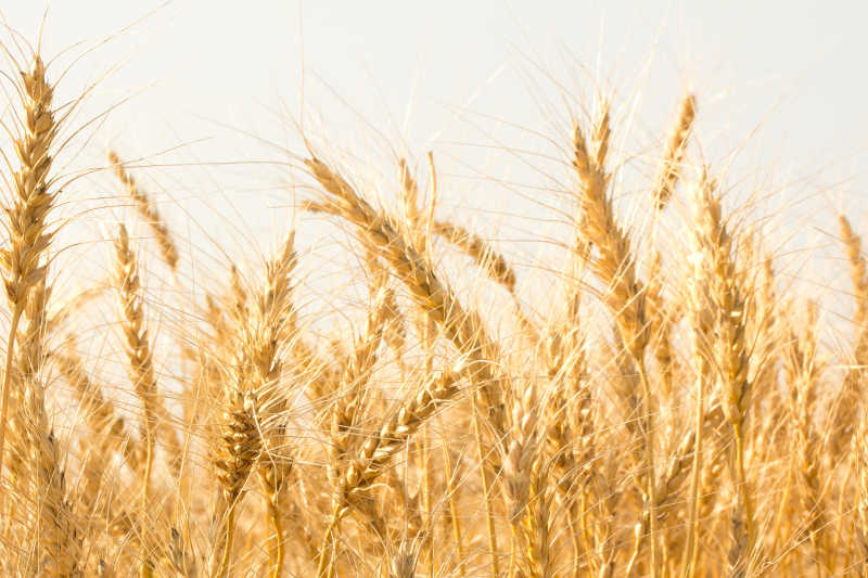 成熟的麦子图片 金色成熟的小麦素材 高清图片 摄影照片 寻图免费打包下载