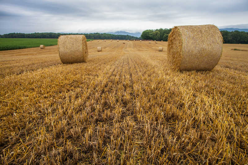 收割完毕的麦田