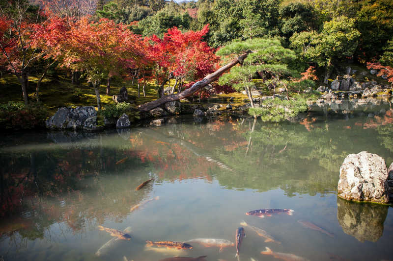 天龙寺秋天池塘和金鱼