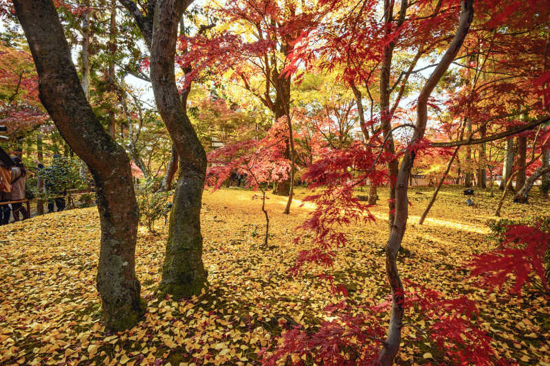 日本的秋天树叶