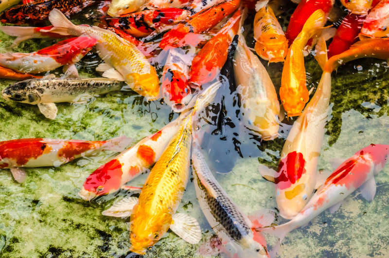 色彩鮮豔的日本鯉魚