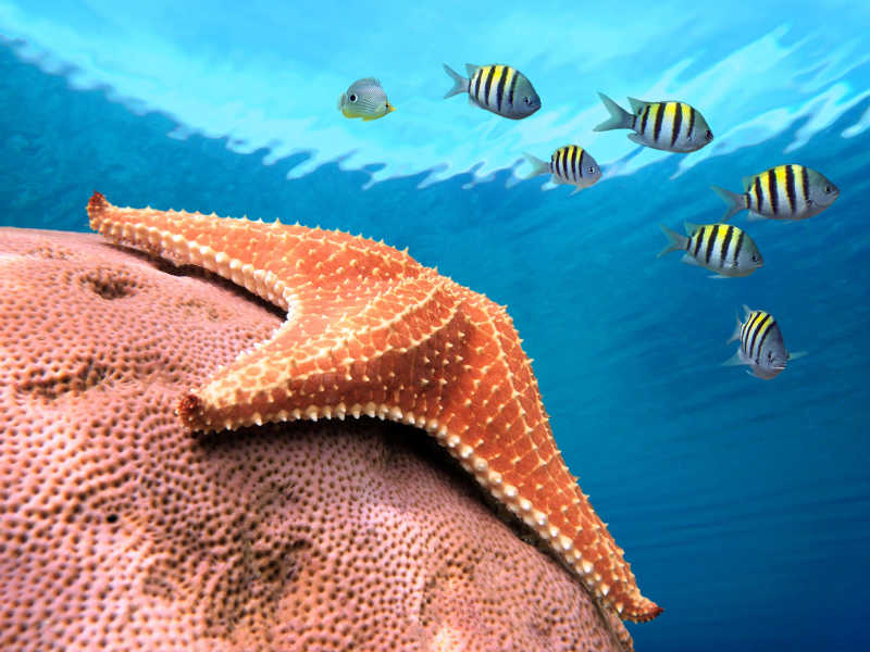 海底珊瑚礁上的海星和鱼群