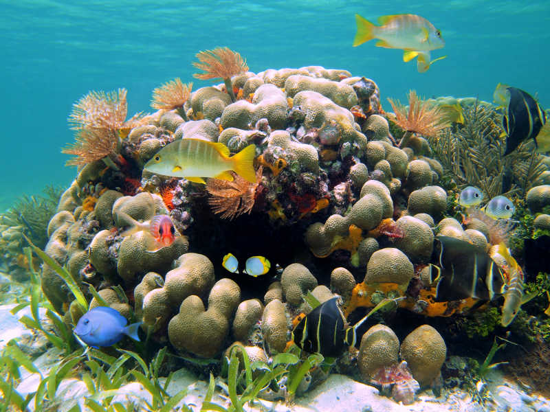珊瑚礁鱼类名称和图片图片