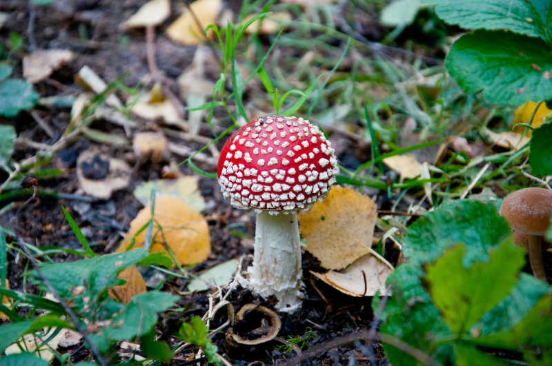 草地上的一个鹅膏菌