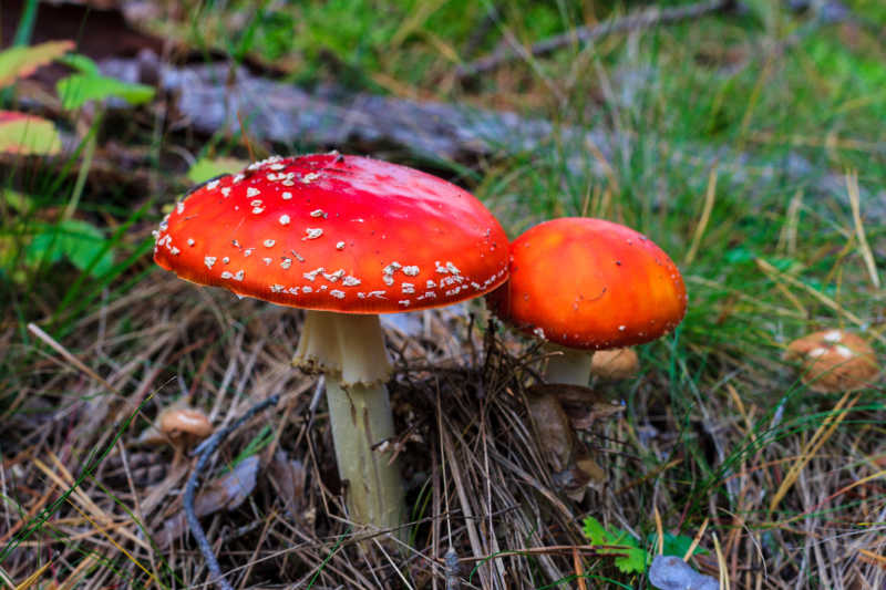 美麗的紅色苔蘚上有白斑蘑菇