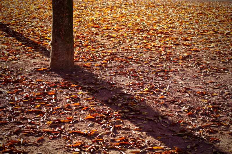 秋天的树影子和满地落叶