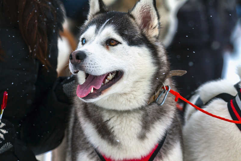 四頭哈士奇幼犬