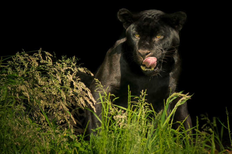 草丛中吐舌头的黑豹