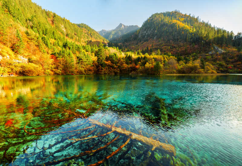 五花海图片 五色湖里的倒木美丽风景素材 高清图片 摄影照片 寻图免费打包下载
