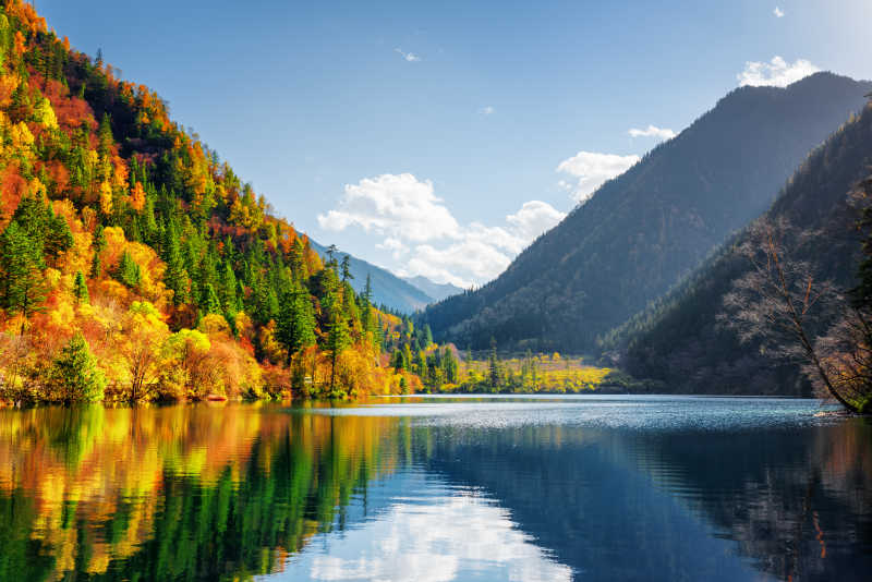 秋天的樹林倒映在水中自然美景