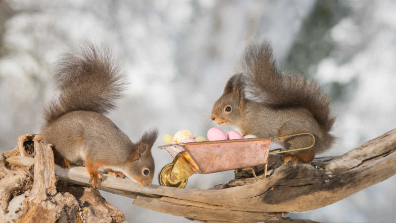 树干上的两只松鼠和独轮车上的鸡蛋