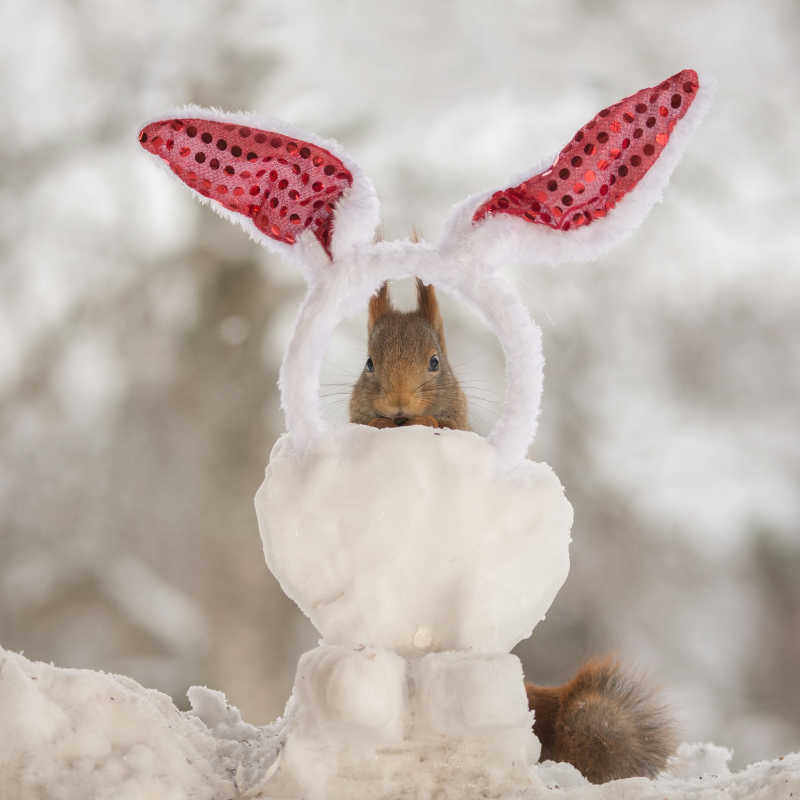 红松鼠和复活节兔子的耳朵