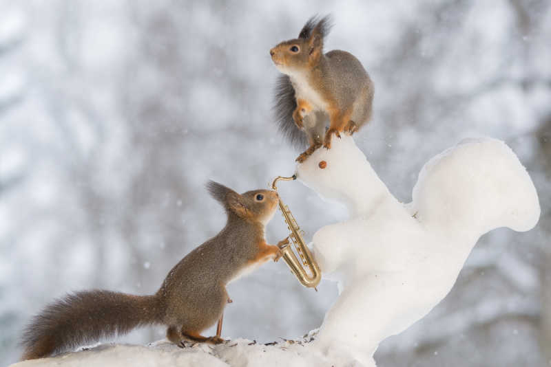 在下雪的户外玩萨克斯的两只松鼠