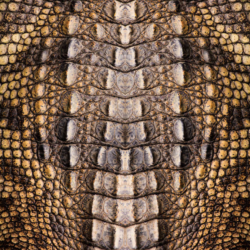鳄鱼皮纹理背景