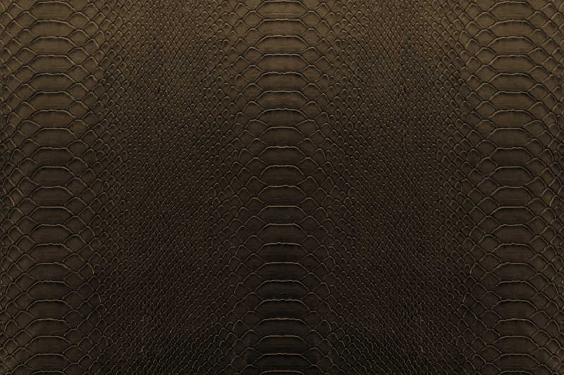 褐色背景中的爬行动物的纹理