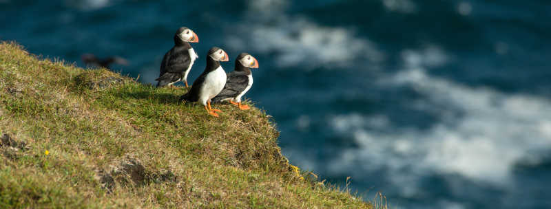 悬崖上的三只海雀