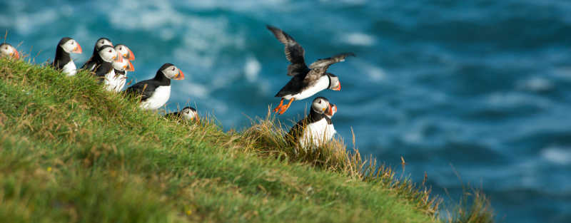 海岸悬崖边的海雀
