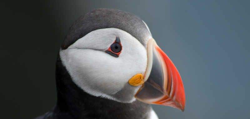 色彩艳丽的海雀