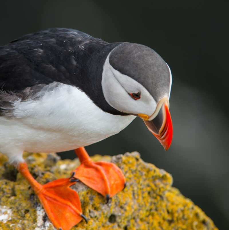 悬崖边美丽的海雀