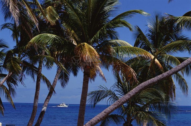 海滩边上的棕榈树