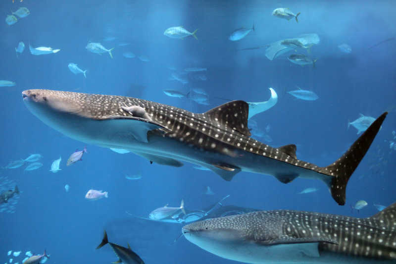 鱼群中的两只鲸鲨