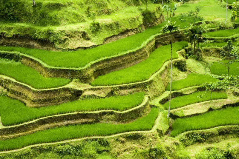 印度尼西亚的绿色水稻梯田