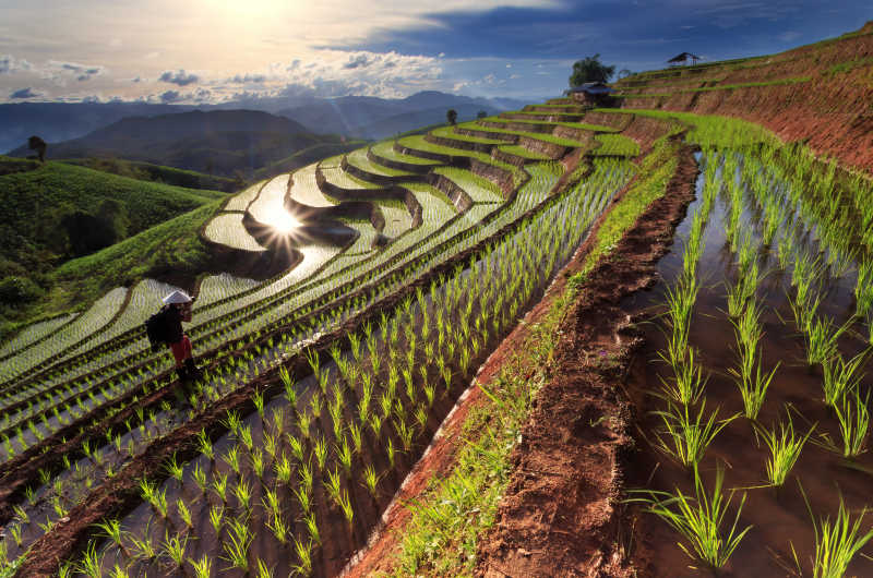泰国清迈梯田上的稻田
