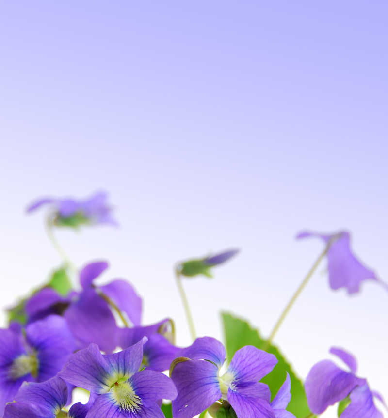 春季美丽的紫色野花