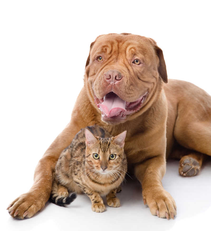 白色背景上的波尔多犬和山猫