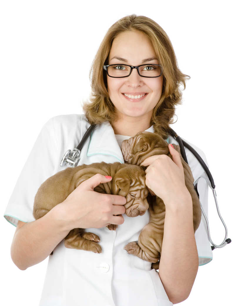 白色背景上抱着沙皮狗的兽医