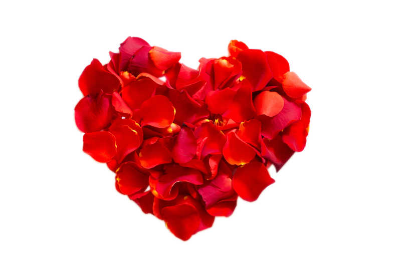白色背景的玫瑰心