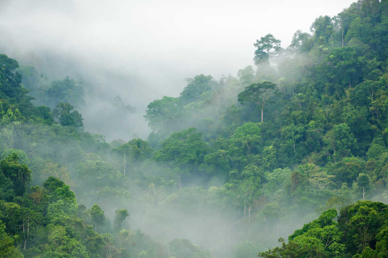 雨林晨雾风景