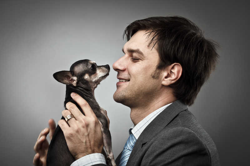 拿着奇瓦瓦犬宠物的年轻商人