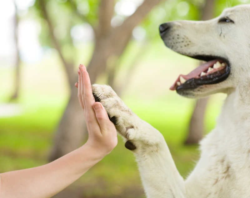 和主人击掌的宠物犬