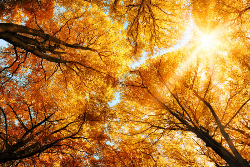 秋天阳光透过树叶照射下来