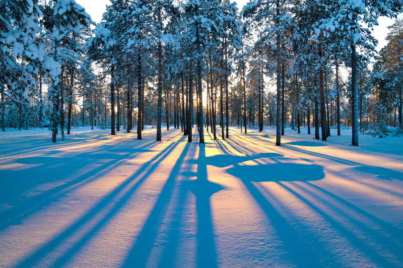 冬日森林中的日落