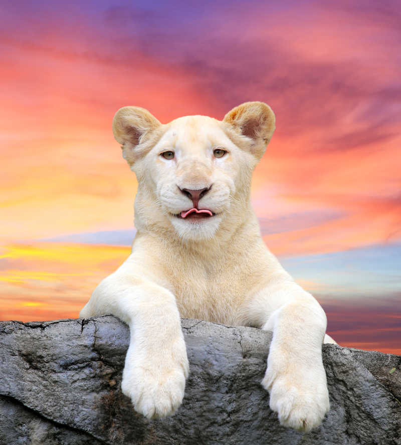 美丽天空背景的白狮