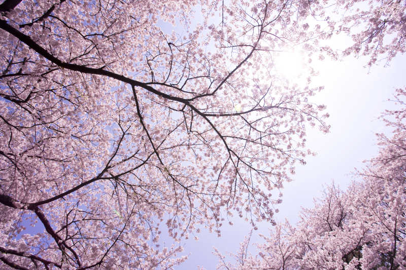 仰视下的樱花树