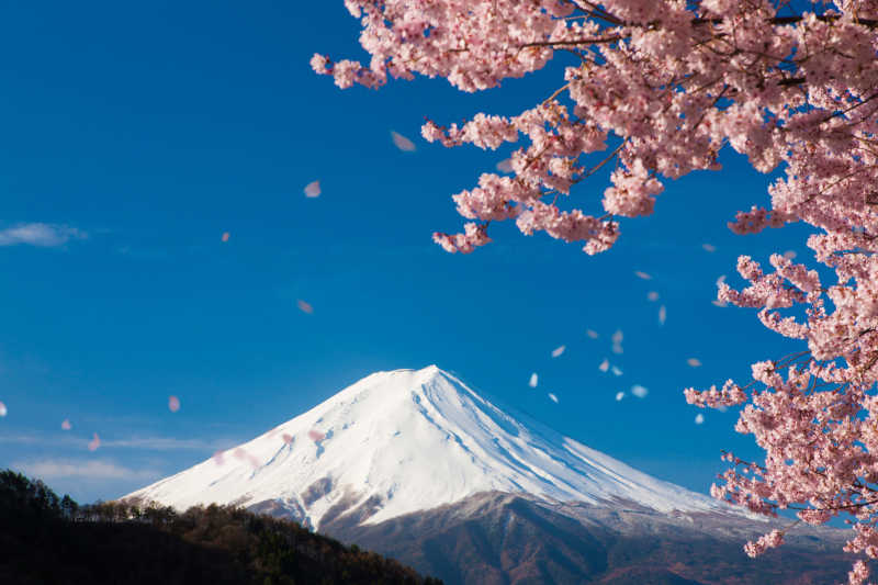 富士山櫻花