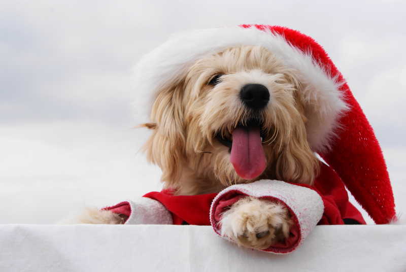 穿着圣诞节服饰的狗狗