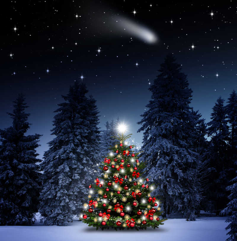 森林里丰富多彩的圣诞树