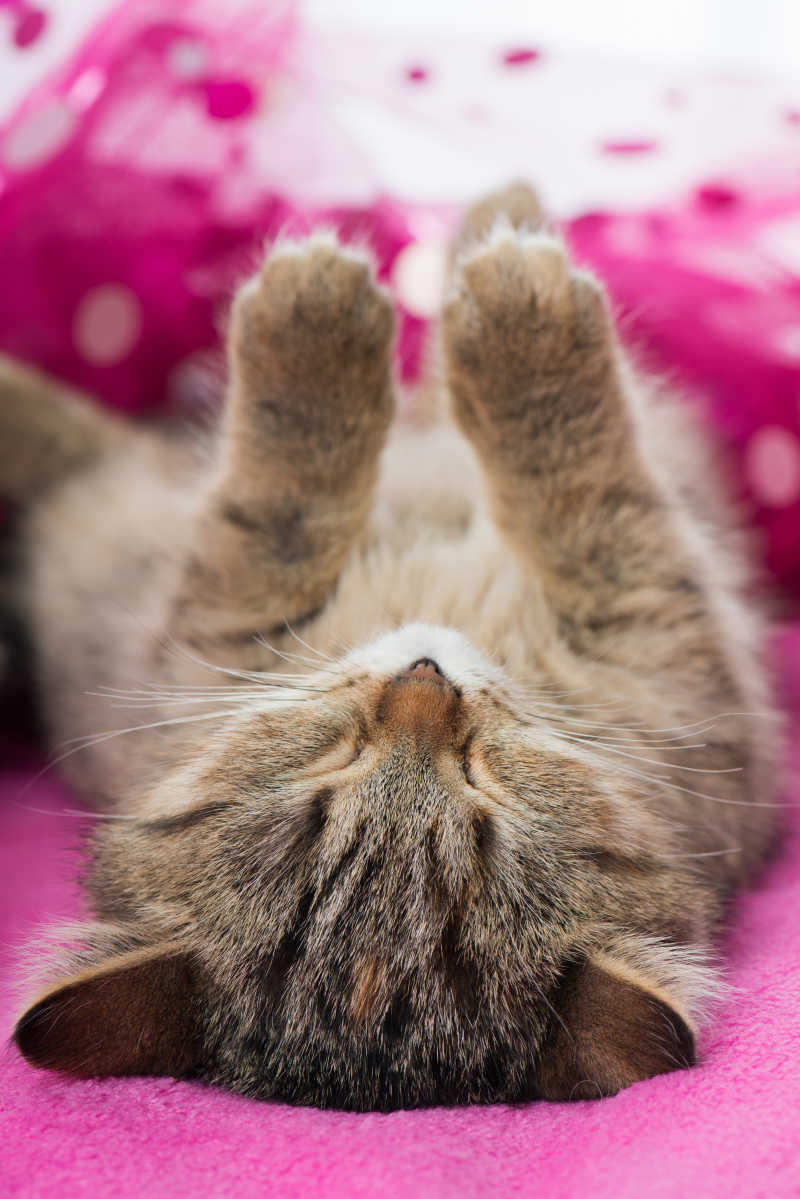 躺着睡觉的小猫