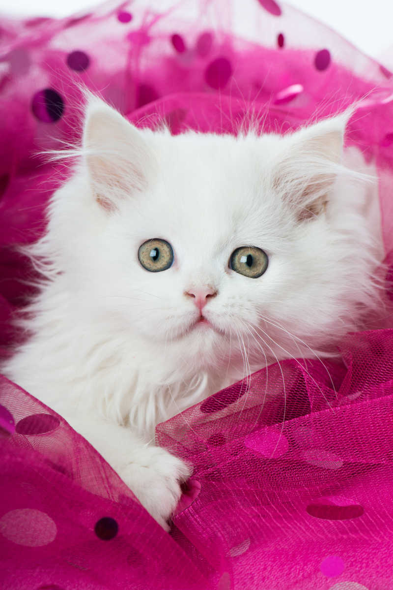粉红色的白色小猫图片 可爱的白猫素材 高清图片 摄影照片 寻图免费打包下载