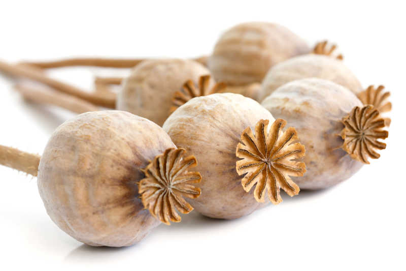 白色背景下的晒干的罂粟