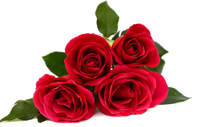 白色背景下带着绿叶的玫瑰花束