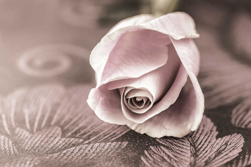 一个单一的浅粉红色复古玫瑰